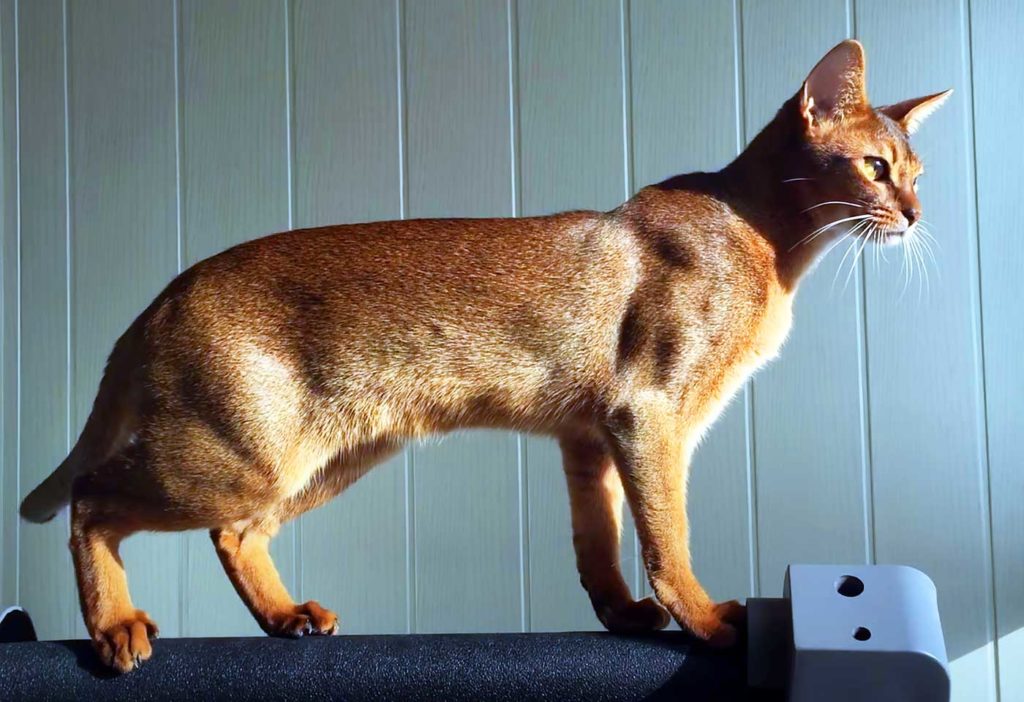 abyssinian cat