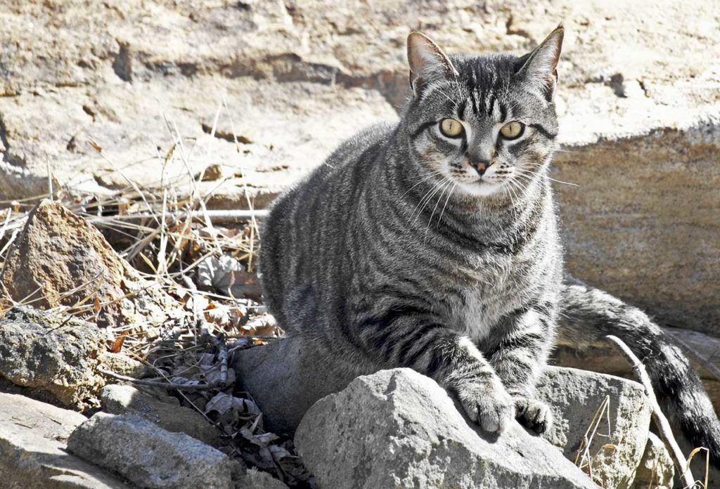 Американский короткошерстный кот на природе