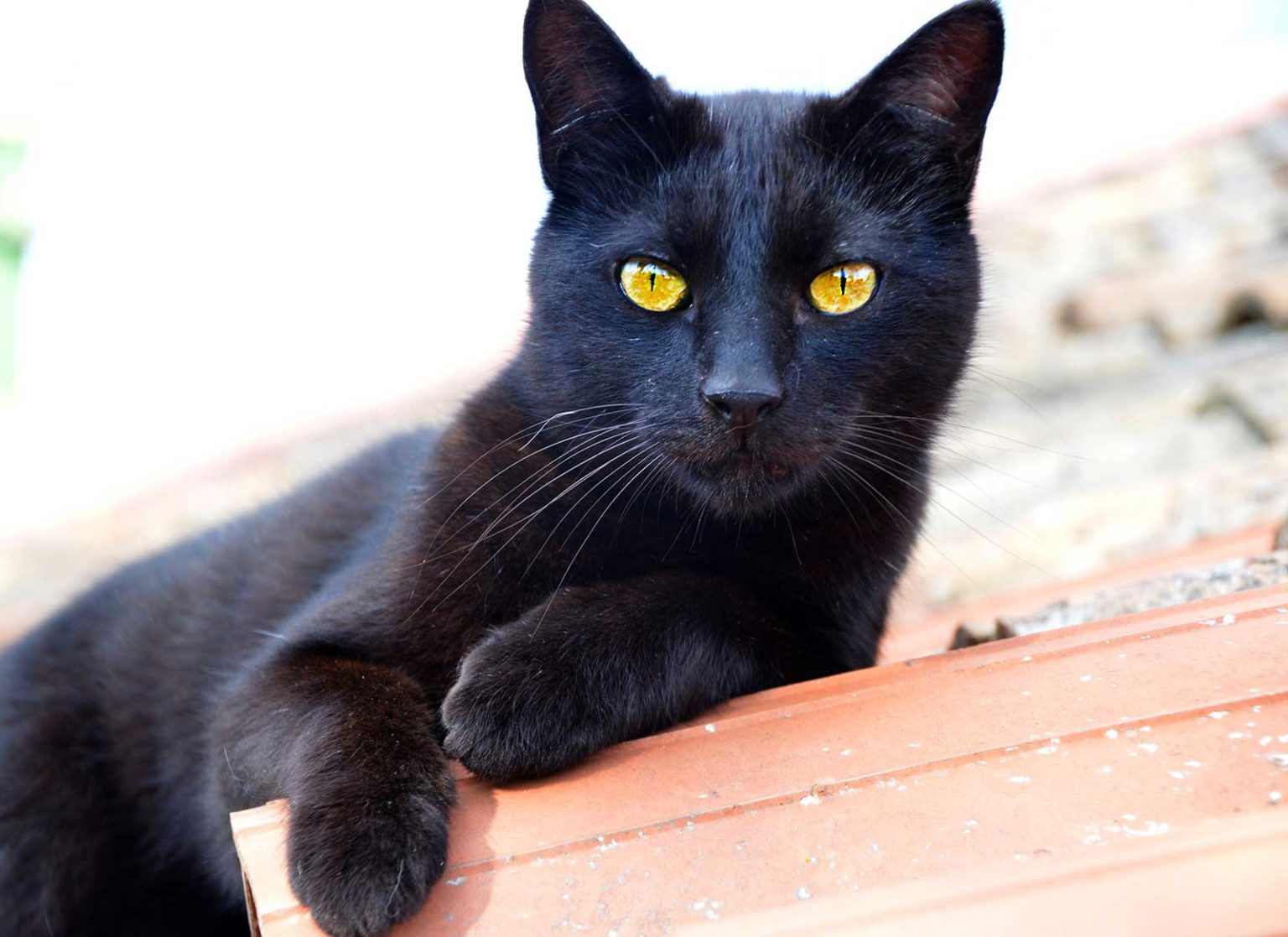 Бомбейская Черная Кошка