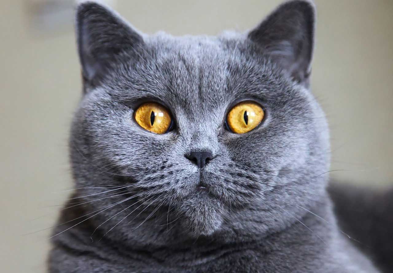 Британская голубая кошка