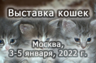 Выставка кошек 3-5 января 2022 г.