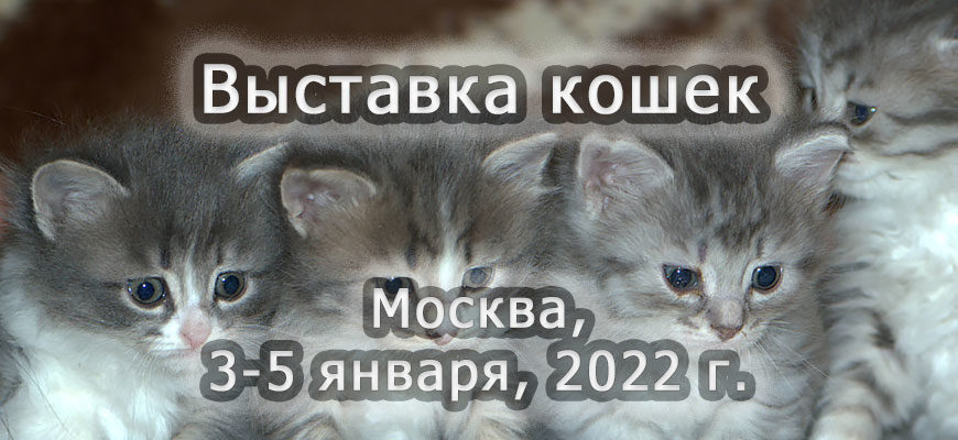 Выставка кошек 3-5 января 2022 г.