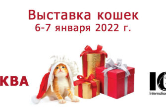 Выставка кошек 6-7 января, 2022