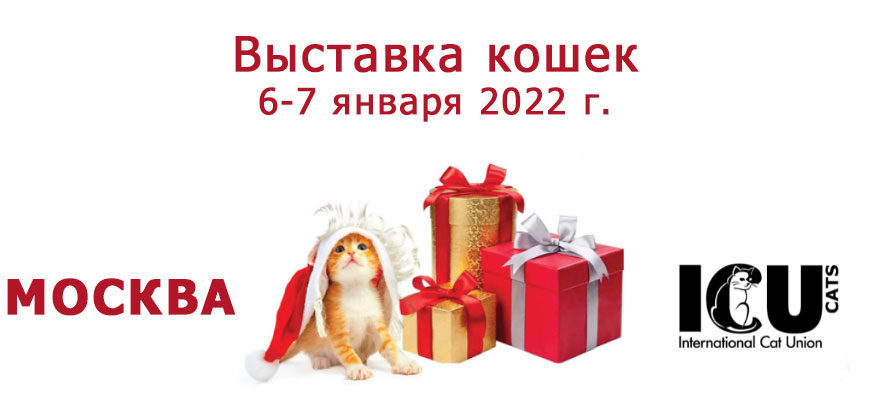 Выставка кошек 6-7 января, 2022