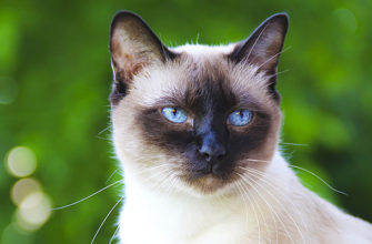 Siamese cat