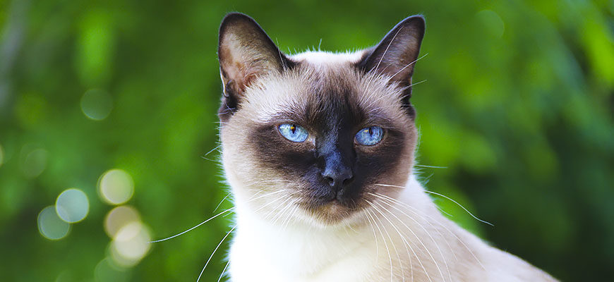 Siamese cat