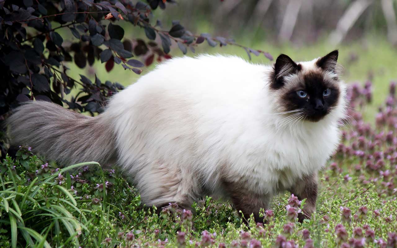 Балинезийская кошка. Балинезийская (Балинез, балийская). Сиамский балинезийский кот. Балинезийская порода кошек. Тайская Балинезийская кошка.