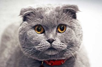 Scottish Fold - шотландская вислоухая кошка