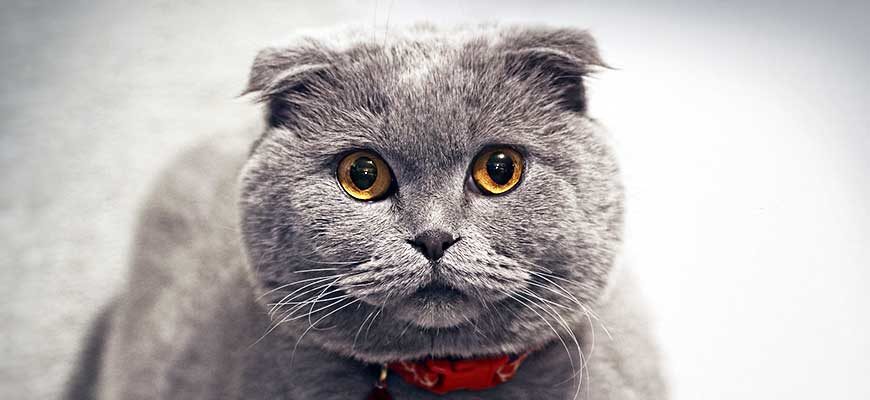 Scottish Fold - шотландская вислоухая кошка